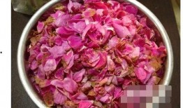 娱乐吃瓜酱玫瑰,玫瑰背后的故事揭秘